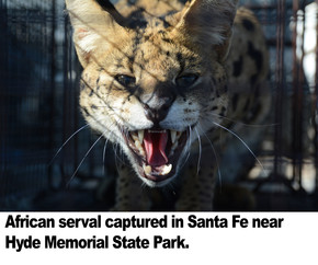 September 5, 2019: New Mexico Department of Game and Fish: African serval captured in Santa Fe near Hyde Memorial park