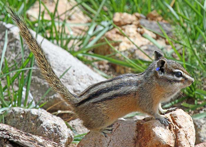 Rare Chipmunks, Project Highlight- Share with Wildlife, New Mexico Department of Game and Fish