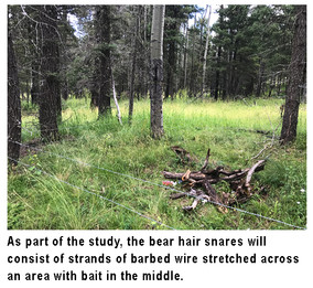 News Release, New Mexico Department of Game and Fish, June 12, 2020, RELEASE, JUNE 12, 2020:  Department expands black bear population estimate survey into the Gila National Forest