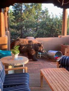News Release, July 10, 2020: Department of Game and Fish New Mexico cautions homeowners be aware of increased bear activity in the foothills around Santa Fe