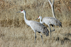 Apply now for sandhill crane and pheasant draw permits, New Release, New Mexico Department of Game and Fish, July 13, 2020