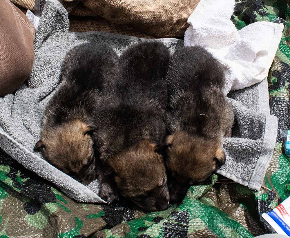 NMDGF News - DEC. 17, 2020:   At Least Seven Mexican Wolf Pups Successfully Cross-Fostered into Wild Packs
