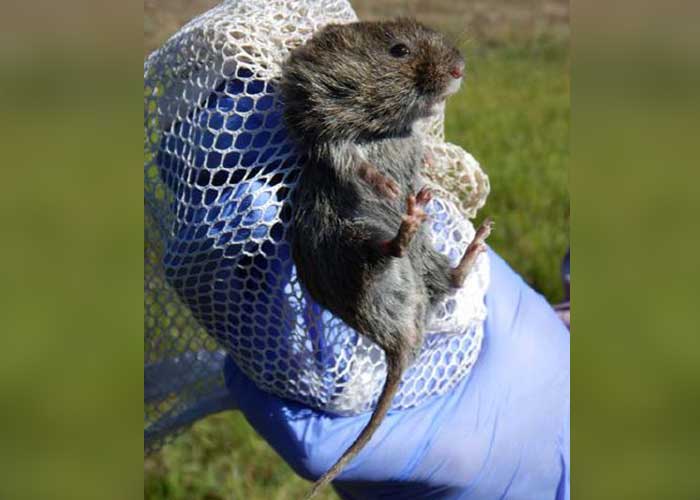 Voles in Trouble? - Share with Wildlife – Project Highlight - NMDGF