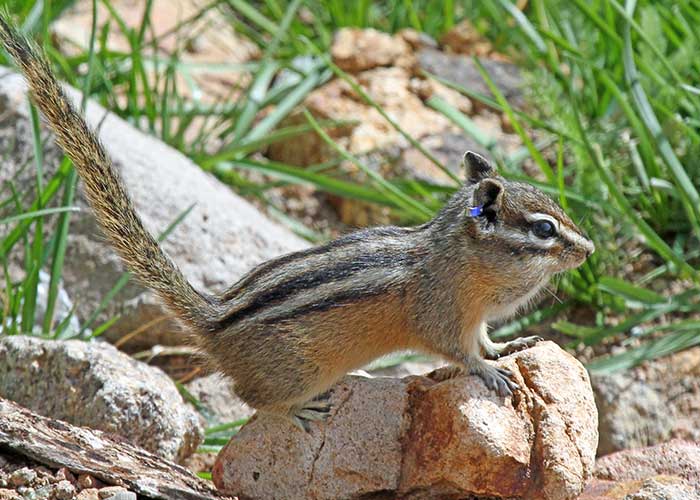 Delving into a Chipmunk’s Life History - Share with Wildlife – Project Highlight - NMDGF