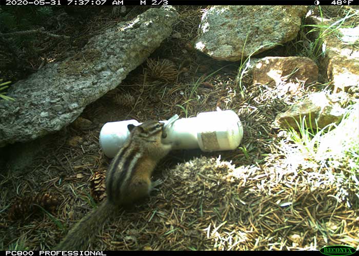 Delving into a Chipmunk’s Life History - Share with Wildlife – Project Highlight - NMDGF