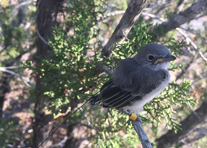 Gathering Data on Young Vireos - Share with Wildlife – Project Highlight - NMDGF