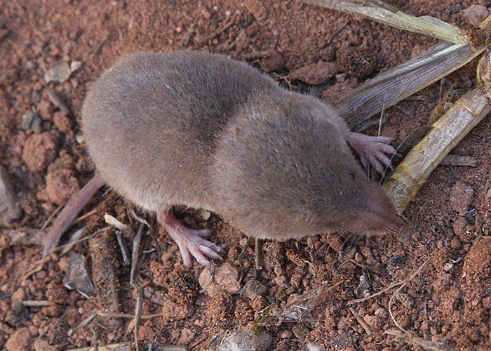 How Genetics Can Inform Management of the Least Shrew - Share with Wildlife – Project Highlight - NMDGF