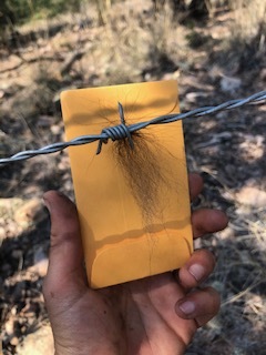 NMDGF News Release 6-14-21 - Department continues black bear population estimate survey in the Gila National Forest - hair snare