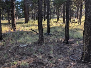NMDGF News Release 6-14-21 - Department continues black bear population estimate survey in the Gila National Forest