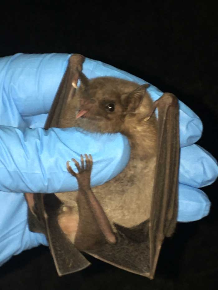 Share with Wildlife Project Highlight NMDGF: Counting Bats and Learning About Their Diet and Movements