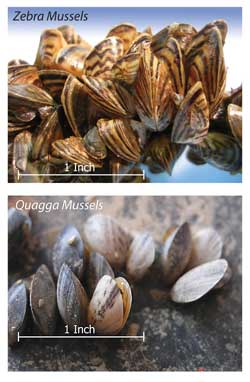 Zebra Mussels and Quagga Mussels - Invasive Species in North American waters