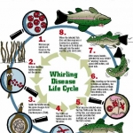 Whirling Disease Life Cycle