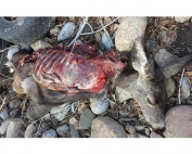 Game and Fish seek information on three mule deer illegally killed and dumped near Holman, New Mexico, January 2015.