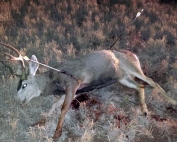 Game and Fish seek information for mule deer buck shot with three arrows and left to die Jan. 8, 2015 near Conchas Lake.