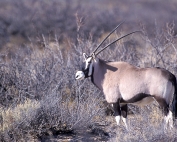 Oryx in New Mexico, United States