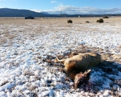 Information sought on two cow elk illegally killed on Wallace Ranch north of Las Vegas.