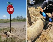 Enforcement OGT Operation Game Thief information reward for deer tied stop sign Deming, New Mexico