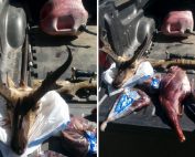 Case of antelope poached in Hidalgo County solved