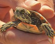 Share with Wildlife – Project Highlight: Chasing Turtles
